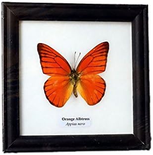 REAL BEAUTIFUL Framed Butterfly Real Butterfly Display ORANGE ALBATROSS TAXIDERMY Insect Display 5"x5"