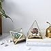 Glass Geometric Terrarium Container 4.5X5.2 inch and 4.3X3.7 inch Glass Terrarium for Succulent & Air Plant (Gold, 2pcs)