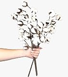 Silvercloud Trading Co. New Cotton Stems 3 Stems/Pack-10 Buds
