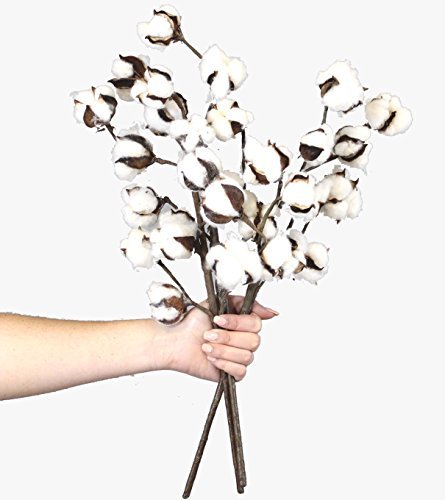 Silvercloud Trading Co. New Cotton Stems 3 Stems/Pack-10 Buds