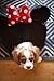 Disney Minnie Mouse Dome, Black/Red, One Size