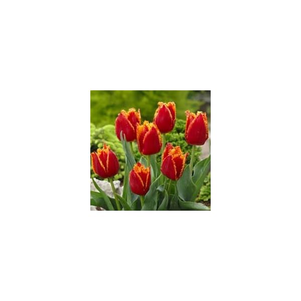Caladium Vibrant Mix (10 Bulbs) – Colorful Foliage, Thrives In Heat & Humidity – Easy Perennial