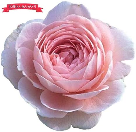 Amazon 母の日ギフト 蕾 花付きバラ苗 人気のイングリッシュローズ クイーンオブスウェーデン バラ 花鉢 5月6日 10日の間にお届け 母の日の贈り物 観葉植物 オンライン通販