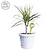 Watering Bulbs for Plants - 3 Pack - Blown Glass | Decorative | Indoor Use | Outdoor Gardens (by Best Home Products)