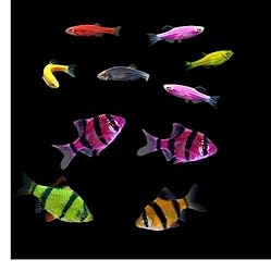 GloFish Live Fish Collections