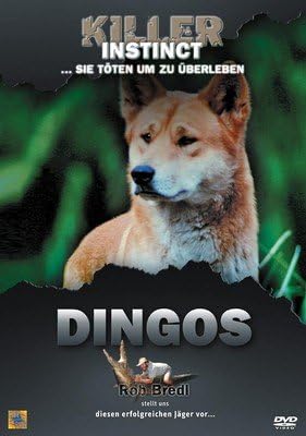 amazon dingo
