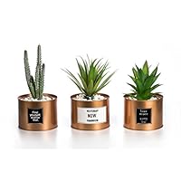 Opps Mini Artificial Plants Plastic Green Grass Cactus with Special Golden Can Pot Design for Home Décor - Set of 3