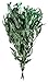 SuperMoss (15103 Dried Flowers - Eucalyptus Long, Green, 3.5oz
