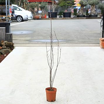 Amazon 庭木 黒花ろうばい ポット クロロウバイ 植木