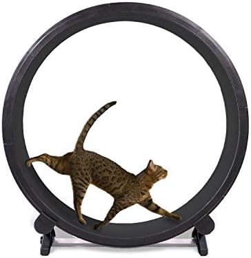 cat wheel tower
