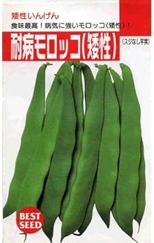 耐病モロッコ タキイの矮性インゲン種です 野菜 Amazon