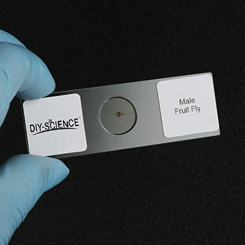 Prepared Whole Insects Microscope Slides Set, 10pcs Specimens for Kids