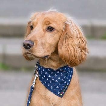 Ditsy Pet Navy Anchor Bandana Small