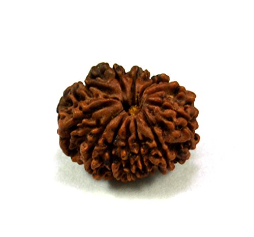 12 Faced / Mukhi Natural Certified Rudraksha by Krishna Mart India