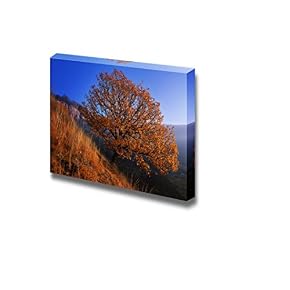 an Oak Tree Growing on The Hillside Wall Decor