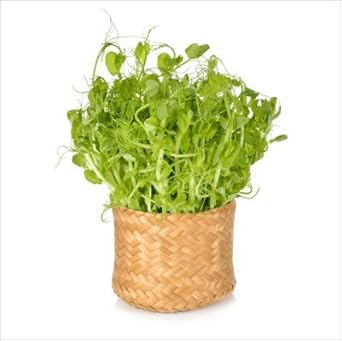 Amazon Co Jp 有機 青 えんどう 豆 豆苗 有機 種子 固定種 グリーンフィールド スプラウト 小袋 ホビー