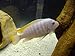 2.5 inch Albino Red Top Zebra African Cichlid - Live FishLow Cost Shipping Available