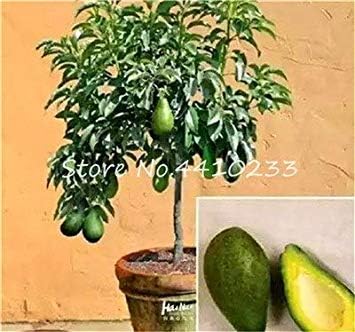 Pack Of 5 Bonsai Avocado Delicious Cake And Fruit Tree Easy To Grow For Home Garden Organic Vegetable Pot Plant Gift For Kids F Amazon De Kuche Haushalt