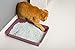 HARTZ Multi-Cat Lightweight Recycled Clumping Paper Cat Litter