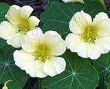 David's Garden Seeds Flower Nasturtium Moonlight (Edible) D117NAST (White) 50 Heirloom Seeds
