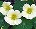 Flower Nasturtium Moonlight (Edible) D117NAST (White) 50 Open Pollinated Seeds by David's Garden Seeds