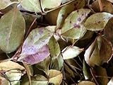 Herbs: Wintergreen ~ Dried Leaf ~ Mostly Whole ~ 1 Ounce Ravenz Roost Herbs with Special Info on Label
