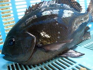 Amazon 寒グレ 1kgサイズ 伊勢志摩魚屋 山藤 やまとう 鮮魚 通販