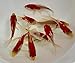 Live Sarasa Goldfish for Aquariums, Tanks, or Garden Ponds – Live Red and White Commons – Born and Raised in The USA – Live Arrival Guarantee (3 to 4 inches, 25 Fish)thumb 4