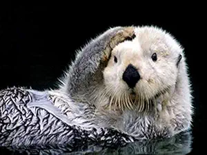 Zimal Full Round Drill 5D DIY Diamond Painting Eurasian River Otter Cross Stitch Crystal Round Diamond Wall Stickers Decor Art 11.8 x 15.8 Inch