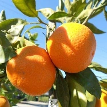 Amazon Best Sellers: Best Fresh Satsuma Oranges