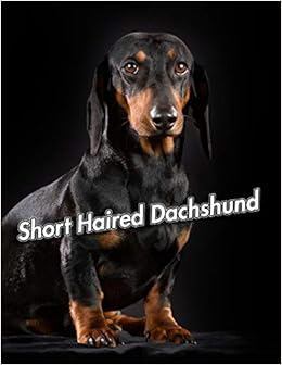 Buy Short Haired Dachshund Composition Book 150 Pages 8 5 X 11 In