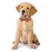 Vaburs Dog Bow Tie, Dog Cat Collar with Bow Tie Buckle Light Plaid Dog Collar for Dogs Cats Pets Soft Comfortable,Adjustable (M, Orange)thumb 3