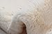 Caracilia Faux Fur Shawl Wrap Stole Cape for Women Beige S CA95