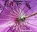 JapanBargain 2173, Japanese Parasol Chinese Asian Nylon Umbrella Parasol for Photography Cosplay Costumes Wedding Party Home Decoration Kids Size, 22 inch, Purple