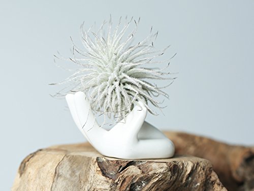 Dahey Air Plant Pot Ceramic Tillandsia holder, Hand