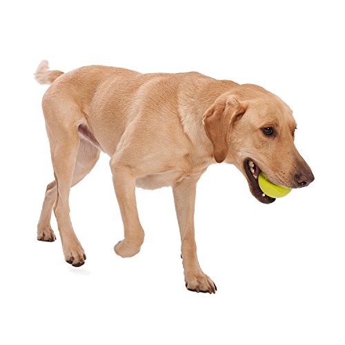 West Paw Zogoflex Jive Durable Nearly Indestructible Dog Ball Chew-Fetch-Play Dog Toy, 100% Guaranteed Tough, It Floats!, Made in USA, Small 2.6-Inch, Granny Smith - Thumbnail 2