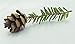 Natural Eastern Hemlock Miniature Pine Cones 100 Count