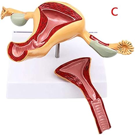 Amazon Co Jp 卵巣子宮解剖モデル モデル膣泌尿生殖器 学習ツールと骨盤の生殖解剖学教育 通常の子宮 ホーム キッチン