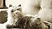 Joy for All- Silver Companion Pet -for Seniors and Age Related Memory Loss