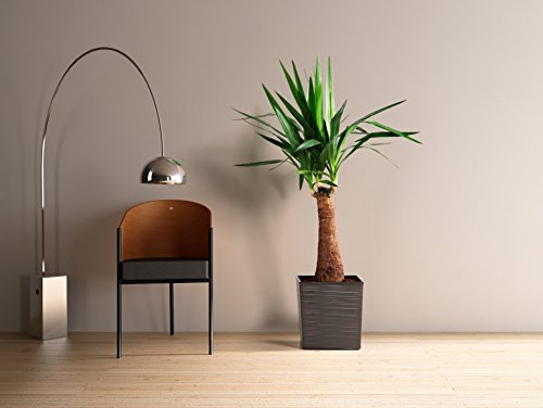 Kreher 2 Stück XXL Design Pflanzkübel aus Kunststoff in Hochglanz Grau mit herausnehmbaren Einsatz. Maße BxTxH in cm: 40 x 40 x 41 cm – Bild 4