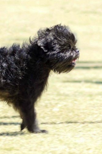 Affenpinscher: Artified Pets Journal/Notebook/Diary, 6
