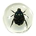 REALBUG Beetle Marbles 4pcs Set