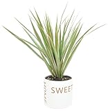Costa Farms Marginata Indoor Plant, 12-Inch, Home