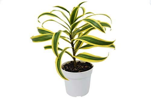 Dracaena 'Song of India' - Live Plant - FREE Care Guide - 4" Pot - HARD TO KILL