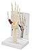 GPI Anatomicals - Hand and Wrist Model, Replica of Hand and Wrist with Carpal Tunnel Syndrome for Human Anatomy and Physiology Education, Anatomy Model for Doctor's Offices, Medical Learning Resources