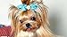 10pcs/Pack Yorkshire Dog Hair Clips Pearls Centre Pet Dog Grooming Bows Supplies Pet Hair Clips Teddy Exquisite Rabbit Ears Dog Hair Accessories
