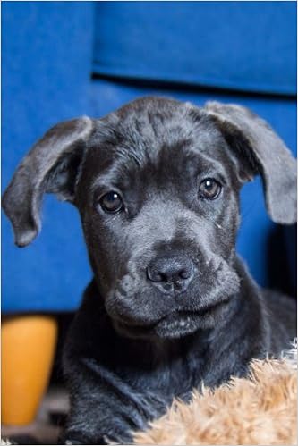 Buy Cane Corso Composition Book Book Online At Low Prices In