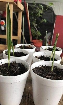 1 Live Plant Date Palm Tree, Prophet Mohammed Dates, Bir Othman Farms, Madina Dates Ajwa