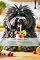 Livro Smoothies Caninos: Sabor, Saúde e Conexão (Saúde Natural Canina - Canis & Felis Felix)