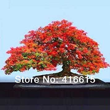 Plentree 30 Delonix Regia Bonsai Seeds Royal Poinciana Flamboyant Tree |  Desertcart INDIA
